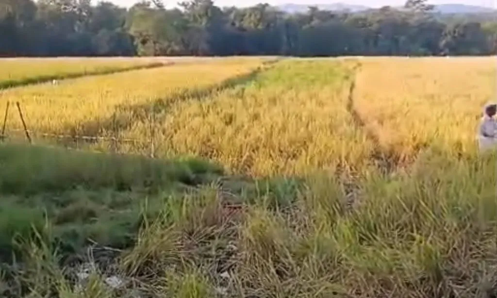 हलसाल येथे हत्तींच्या कळपाकडून प्रचंड नुकसान Huge damage caused by a herd of elephants in Halsal