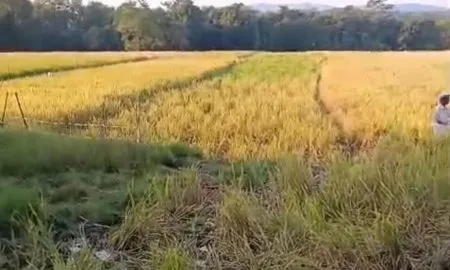 हलसाल येथे हत्तींच्या कळपाकडून प्रचंड नुकसान Huge damage caused by a herd of elephants in Halsal