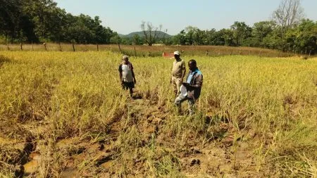 गुंजी परिसरात हत्तींचा धुमाकूळ सुरुच,भात पिकाचे नुकसान Elephants continue to roam in Gunji area, causing damage to rice crops