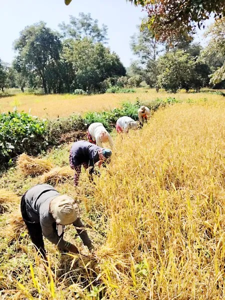 Laborers gather for harvest in Desor area