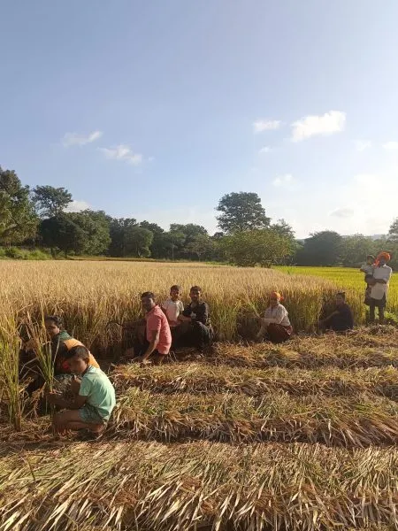 Rice harvesting begins as rains open up