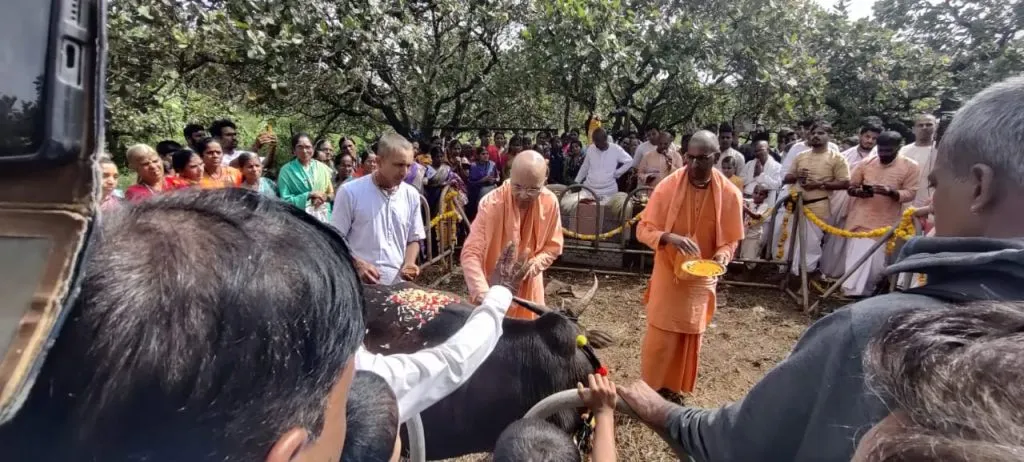 इस्कॉनतर्फे ओलमणी येथे गोपाष्टमी साजरी ISKCON celebrates Gopashtami at Olmani