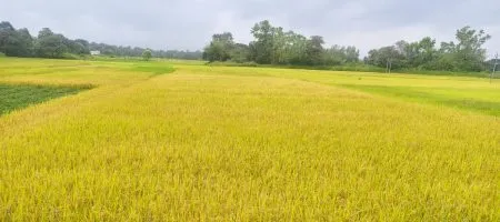 भात आलंय कापणीला… वरुणराजा कोपलेला! The rice has come for harvesting... Varun Raja is angry!