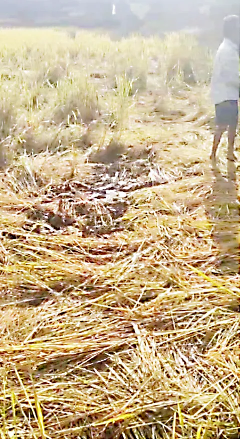 Elephant stampede in Kapoli-Shivthan area