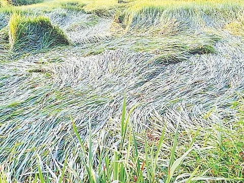 Farmers are worried about the loss of rice crops due to the return rains.