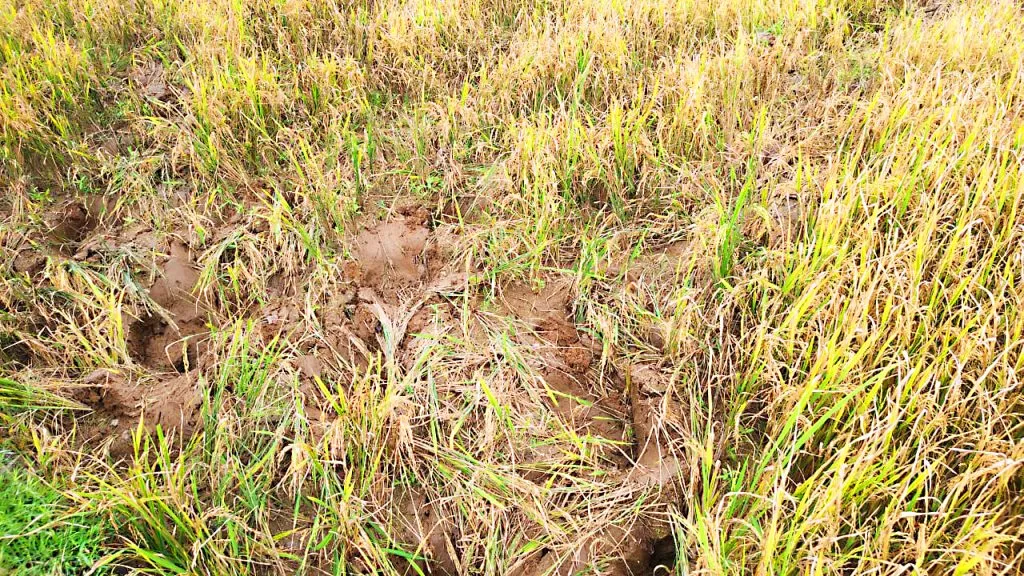 हत्तीच्या कळपाकडून भातशेतीचे नुकसान Damage to rice fields by elephant herd