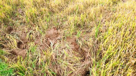 Damage to rice fields by elephant herd