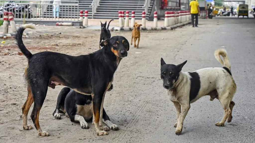 भटक्या कुत्र्यांना हटविण्याचा आदेश Order to remove stray dogs