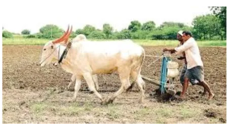 Rabi crops sown on 2.5 lakh hectares in the district