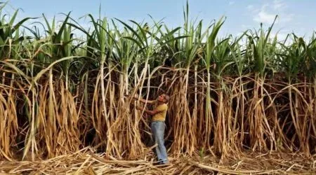 ऊस दराबाबत आज मंत्रिमंडळ बैठकीत फैसला? Decision on sugarcane price in cabinet meeting today?