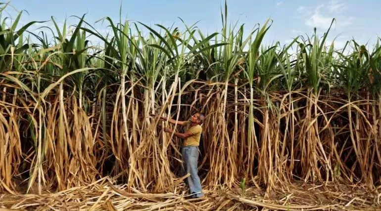 Decision on sugarcane price in cabinet meeting today?