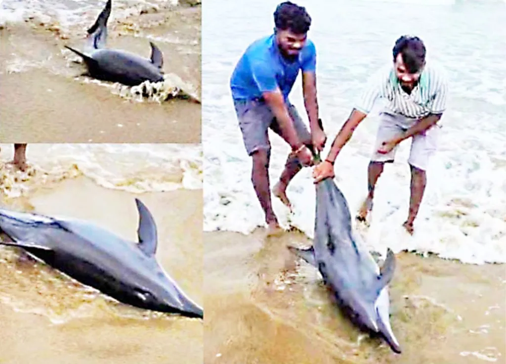 Dolphin life saved in Karwar