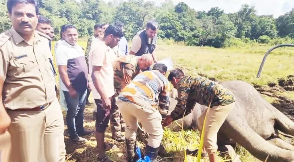 हत्तींच्या मृत्यूस कारणीभूत असलेल्या शेतकऱ्यावर गुन्हा दाखल Case registered against farmer responsible for elephant deaths