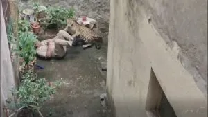 Kolhapur Breaking : कोल्हापुरातील नागाळा पार्क परिसरात बिबट्याचा हल्ला ! Leopard terror in Kolhapur!