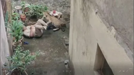 Kolhapur Breaking : कोल्हापुरातील नागाळा पार्क परिसरात बिबट्याचा हल्ला ! Leopard terror in Kolhapur!