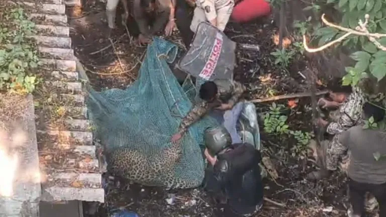 Kolhapur Leopard News : कोल्हापुरातील बिबट्या अखेर जेरबंद….! Leopard scare in Kolhapur, fear among citizens