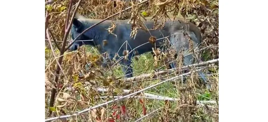 चेर्नोबिलमध्ये श्वान होत आहेत निळे Dogs are turning blue in Chernobyl