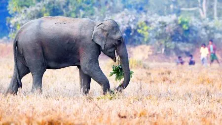 गुंजीत हत्तीकडून भातपिकाचे प्रचंड नुकसान Huge damage to rice crop caused by elephants