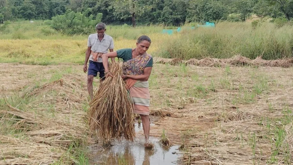 अवकाळीच्या माऱ्यात भातपीक जमीनदोस्त