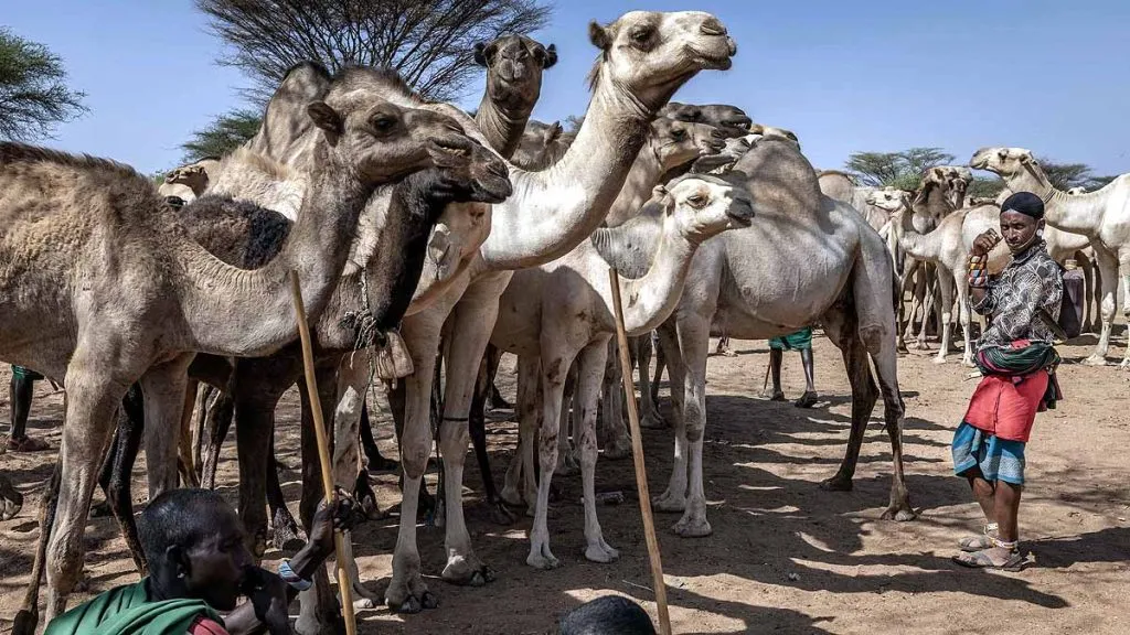 दुष्काळग्रस्त केनियात गायींची जागा घेत आहेत उंट Camels are replacing cows in drought-stricken Kenya