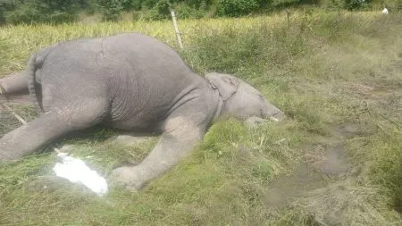 खानापूरात विजेच्या धक्क्याने दोन हत्तींचा मृत्यू