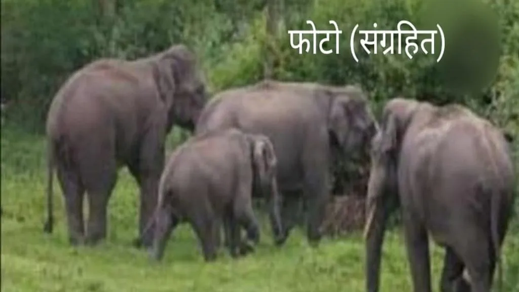 महिनाभरानंतर ४ हत्तींचा कळप तिलारीत दाखल