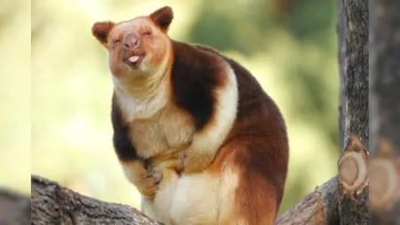 100 वर्षांनी परतला हा प्राणी This animal returned after 100 years