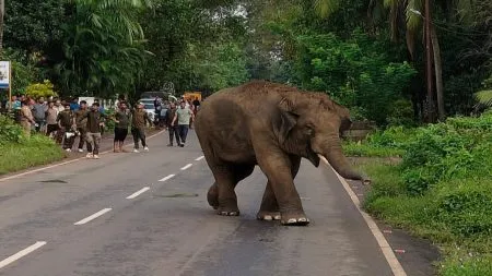 ओंकार’ हत्तीला दांड्याने मारहाण