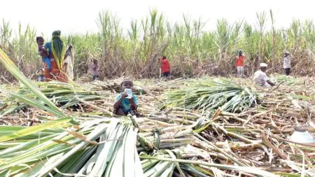 Sangli : सांगलीत अवकाळीमुळे ऊसतोड ठप्प ; मजुरांसह जनावरांवर उपासमारीची वेळ Unseasonal rains affect sugarcane harvesters