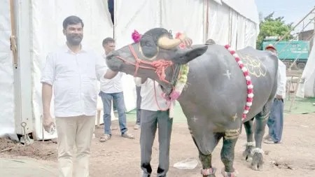 Sangli : पलूस कृषी प्रदर्शनातील हिंदकेसरी गजेंद्र रेडा पाहण्यासाठी नागरिकांची रेलचेल Farmers' overwhelming response to Yashwant Agricultural Festival