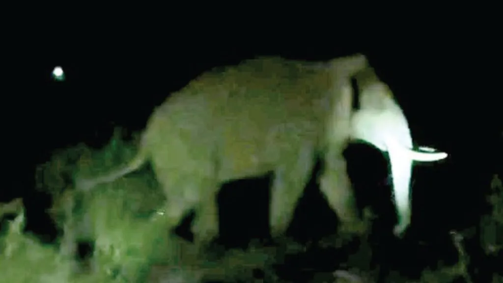 Free movement of elephants in Hare, Gudwale, Baghotre areas