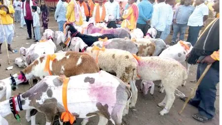 Goats and sheep celebrate during the Atpadi Yatra!