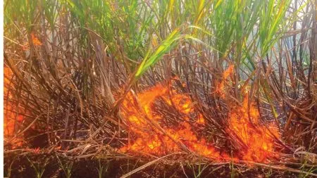 Kolhapur : राजापूर परिसरात उसाला आग; 12 एकर ऊस जळून खाक, शेतकऱ्यांचे लाखोंचे नुकसान Massive fire breaks out in sugarcane field in Rajapur Shivara