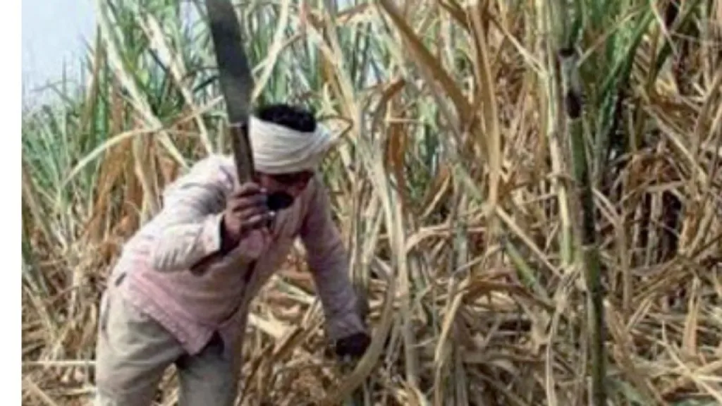 Miraj : कवठेमहांकाळ तालुक्यात ऊसतोडणीला वेग; मात्र दराची संभ्रमावस्था Sugarcane harvesting begins in Kavathemahankal taluka