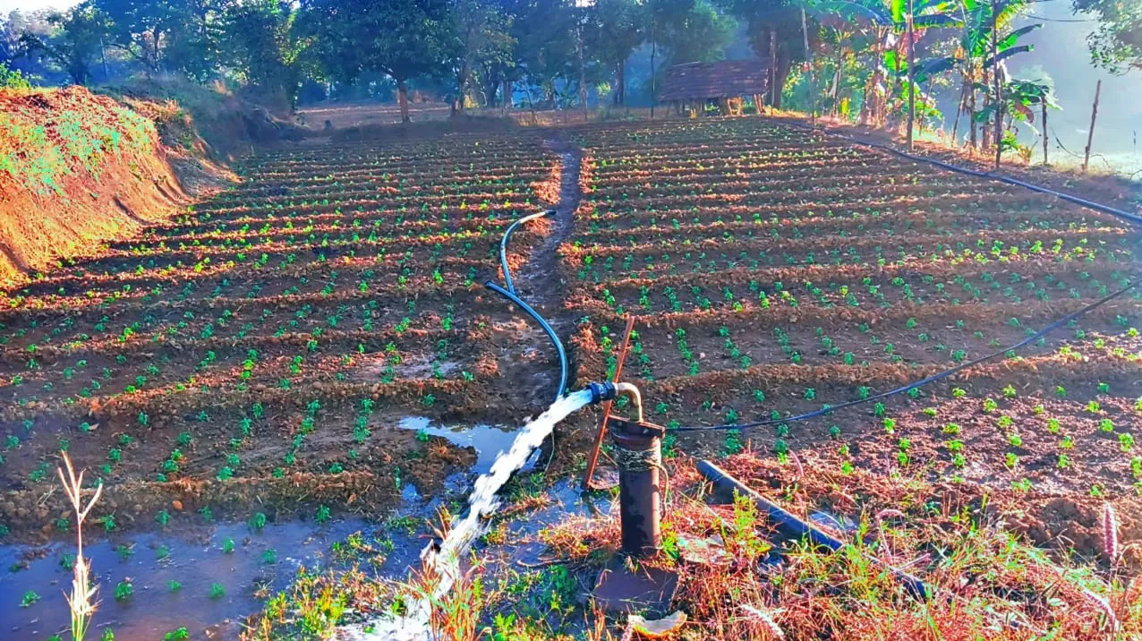 Jamboti Summer chili cultivation has begun in the Jamboti area.