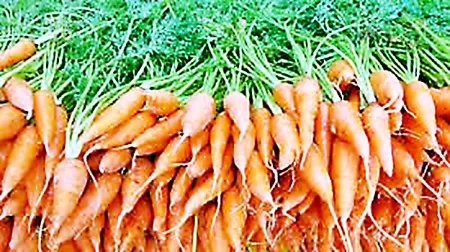 рдЧрд╛рдЬрд░рд╛рддрд▓реА рдХреНрд░рд╛рдВрддреА Carrot revolution