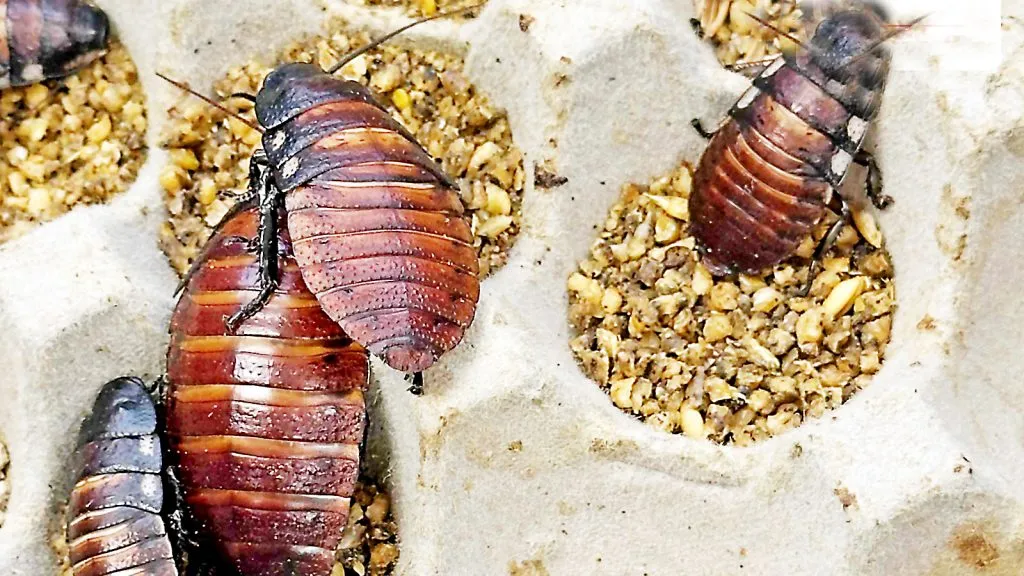 One lakh ‘cockroaches’ seized